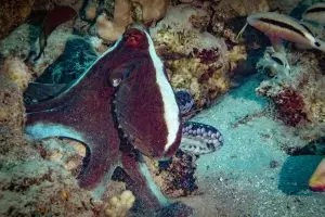 Roter Krake (Octopus cyaneus)
